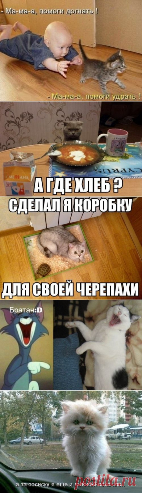 котики Поиск
