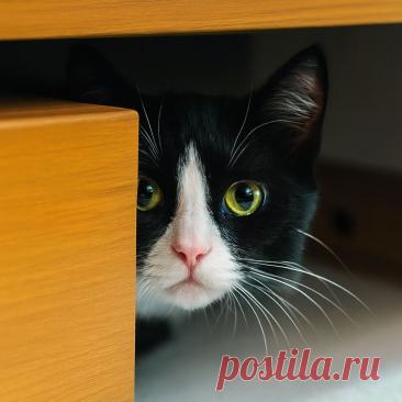 Нюська против - OGADANIE.RU