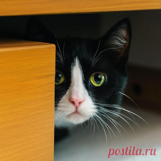 Нюська против - OGADANIE.RU