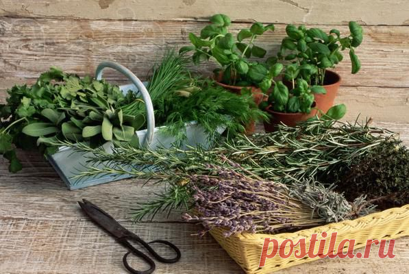 Волшебные ароматы пряных трав