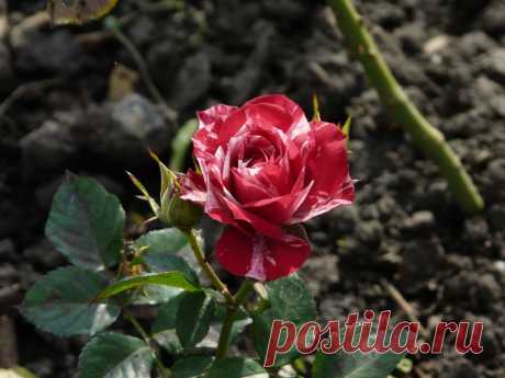 Роза