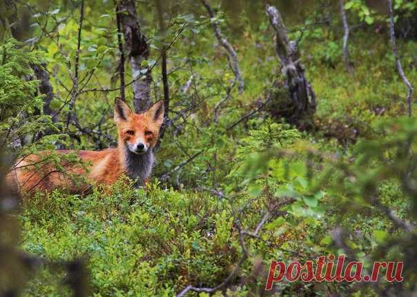 Соловецкие острова. Автор фото: Варвара Казакова.
