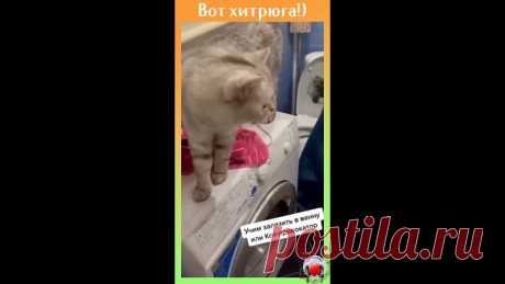 Коты это ещё те хитрые провокаторы