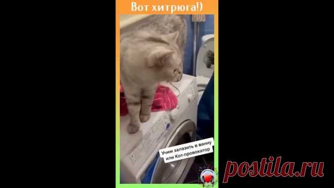 Коты это ещё те хитрые провокаторы