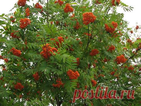 Лекарственные растения, фрукты, овощи | Студия развития и здоровья с Ниной Пановой