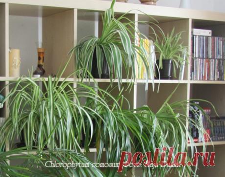Хлорофитум Chlorophytum - виды, уход, размножение и проблемы выращивания