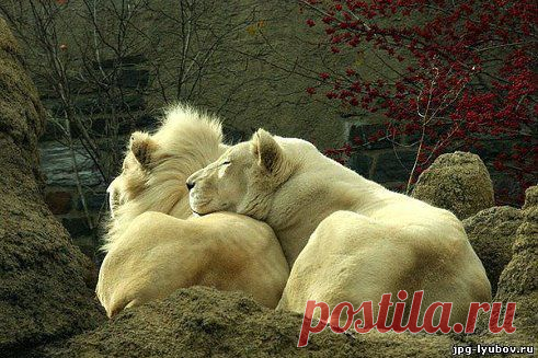 (2) Одноклассники