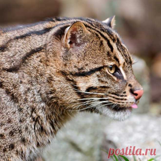 Кошка-Рыболов или Виверровый кот: 25+ фото Крапчатой, цена