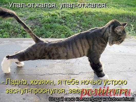 Котодром
