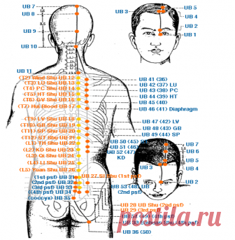 Точки Шу - Акупунктурные точки - Triquetra Технологии Здоровья|Традиционная китайская медицина и цигун