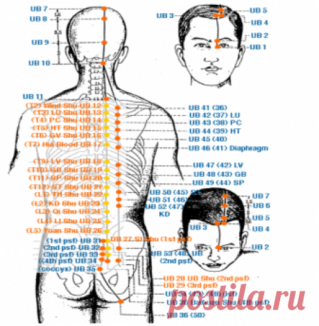 Точки Шу - Акупунктурные точки - Triquetra Технологии Здоровья|Традиционная китайская медицина и цигун