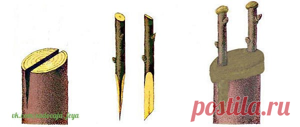 Прививка в расщеп - простой и универсальный метод