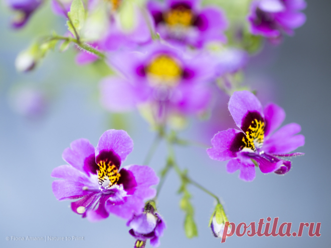 Bauernorchideen: hübsche Blüten, leichte Aussaat, einfache Pflege. Das Glück mit Bauernorchideen ist zwar kürzer als mit anderen Einjährigen Sommerblumen, aber die hübschen, exotisch anmutenden kleinen Blüten, die einfache Aussaat und Pflege sprechen dennoch für sie. Wie Sie Bauernorchideen / Spaltblumen säen, pflanzen und richtig pflegen, um lange Freude an ihr zu haben. Für den Vasenschnitt sind Bauernorchideen außerdem vorzüglich geeignet.
