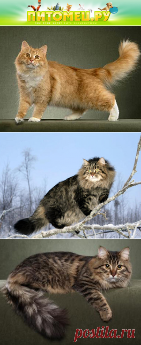 Сибирская кошка: описание породы, фото и интересные факты