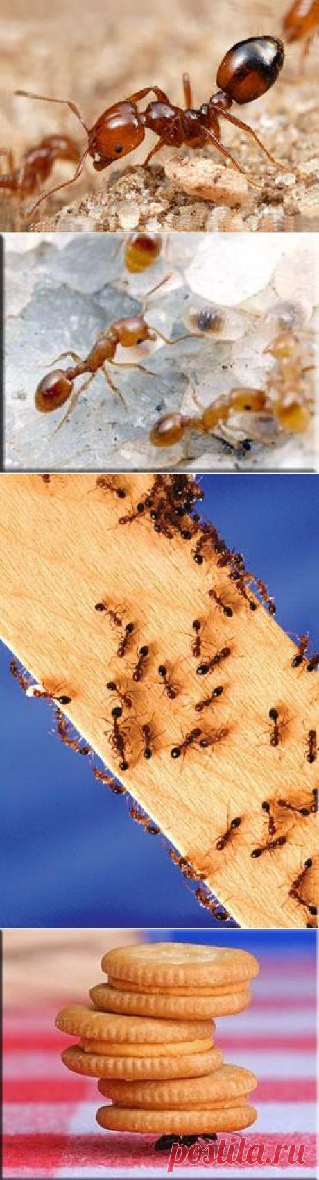 Домашние муравьи. Как избавится от домашних муравьев? | Мой дом на &quot;Добро ЕСТЬ!&quot;