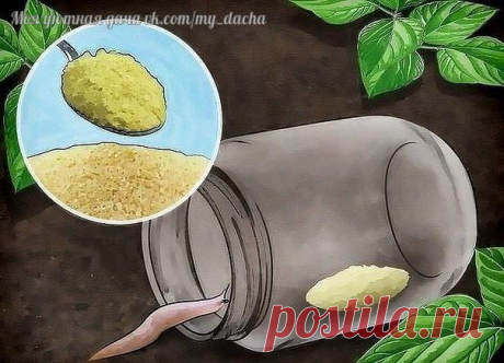 ПРОВЕРЕННЫЕ ВРЕМЕНЕМ СПОСОБЫ БОРЬБЫ СО СЛИЗНЯМИ В САДУ
источник ➡ Моя Уютная Дача, сад и огород Подпишись
ПРОВЕРЕННЫЕ ВРЕМЕНЕМ СПОСОБЫ БОРЬБЫ СО СЛИЗНЯМИ В САДУСохраните, чтобы не потерять!Распространенный вид вредителя – слизни, могут нанес…