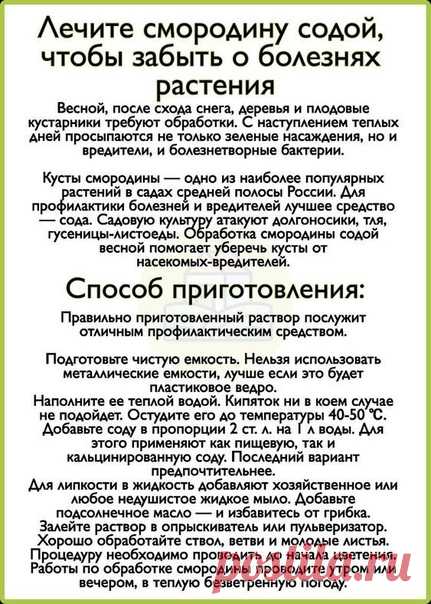 Лечите смородину содой