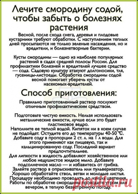 Лечите смородину содой