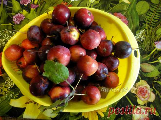 Варенье из китайки (райские яблочки)