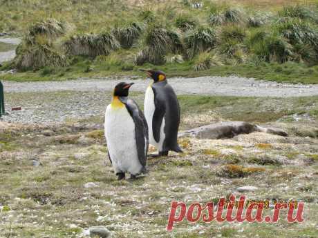 королевские пингвины