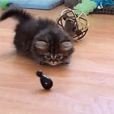 прелесть котенок