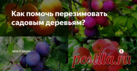 Как помочь перезимовать садовым деревьям? У многих садоводов часто возникает один и тот же вопрос «В чем причина вымерзания или отсутствие плодоношения Абрикоса?» это случается и с молоденькими и со взрослыми деревьями. Попробую рассказать как избежать этой неприятности. Важно избежать заглубления корневой шейки (лучше, если она не засыпана и расположена над почвой примерно три – четыре см.) зачастую деревья погибают не от вымерзания, при