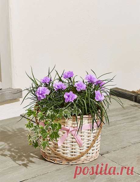 Заразите меня амнезией, 
Чтоб не помнить порезы души… 
Чтобы верилось, будто впервые… 
Чтоб исчезли обид этажи… 
Чтоб дышалось, как в детстве далёком, 
Без немеющей боли в груди… 
Чтоб любовь без расчётов, намёков… 
Чтобы светлое там… впереди… 

Или нет… Заразите удачей, 
Чтоб сбывались надежды, мечты… 
Вот смотрите, уже и не плачу, 
А вокруг полон мир доброты… 
Чтоб везло и в любви, и в работе, 
Чтобы жизнь пролетала не зря… 
Чтобы сердце от счастья в полёте 
Даже в пасму...