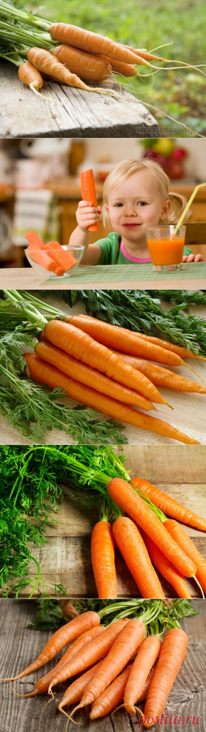 Самые сладкие сорта моркови для детского питания