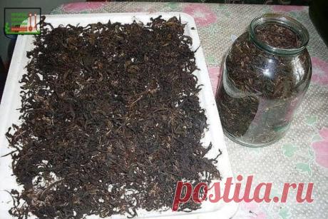 ЗАГОТОВКА ИВАН - ЧАЯ. Личный опыт из поселения.

#садила 
Где-то прочитал информацию, что в 19 веке Копорский чай или Иван-чай поставлялся русскими купцами на экспорт в Европу в огромных количествах и очень высоко в Европе ценился. Да и наши пра-прадедушки и прабабушки сидя за столом с самоваром, наверняка пили не черный индийский, а этот замечательный, исконно русский чай. Захотелось возродить традицию приготовления Копорского чая, и вот, решив попробовать приготовить чай...