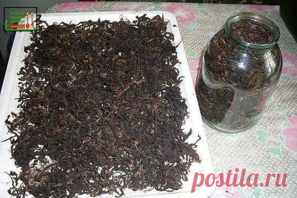 ЗАГОТОВКА ИВАН - ЧАЯ. Личный опыт из поселения.

#садила 
Где-то прочитал информацию, что в 19 веке Копорский чай или Иван-чай поставлялся русскими купцами на экспорт в Европу в огромных количествах и очень высоко в Европе ценился. Да и наши пра-прадедушки и прабабушки сидя за столом с самоваром, наверняка пили не черный индийский, а этот замечательный, исконно русский чай. Захотелось возродить традицию приготовления Копорского чая, и вот, решив попробовать приготовить чай...