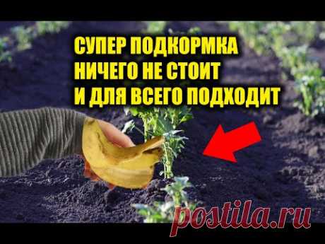 СУПЕР ПОДКОРМКА ДЛЯ ВСЕГО, О КОТОРОЙ ВЫ НЕ ЗНАЛИ! ПОДКОРМКА ДЛЯ ОВОЩЕЙ, ПОДКОРМКА ДЛЯ ЯГОД И ЦВЕТОВ