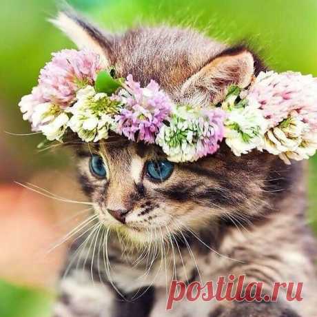 Лучший рецепт от хандры: милые фотки с котиками | ZOO CHANNEL | Дзен