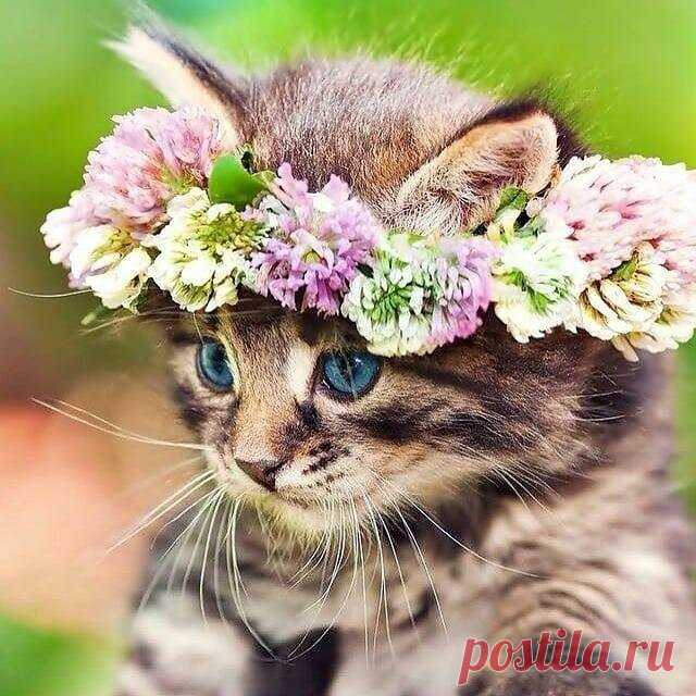 Лучший рецепт от хандры: милые фотки с котиками | ZOO CHANNEL | Дзен