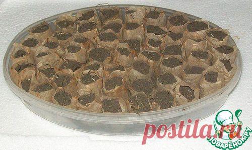 Удобный способ выращивания рассады