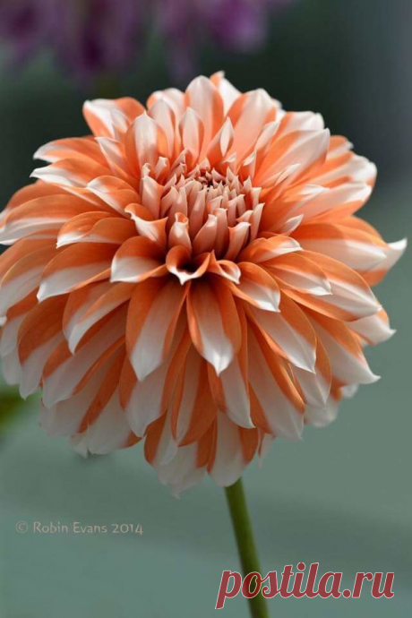 image (640×960)