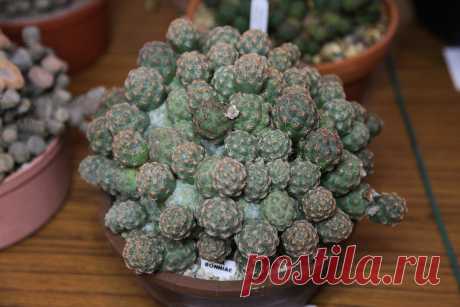 Род Tephrocactus Lem. - тефрокактус.