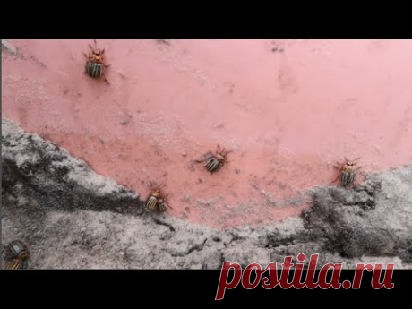 Колорадские жуки жрут! и живут! в ПЕНОПЛЭКСЕ!