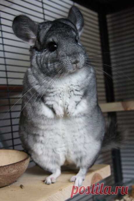 Chinchilla | Animals