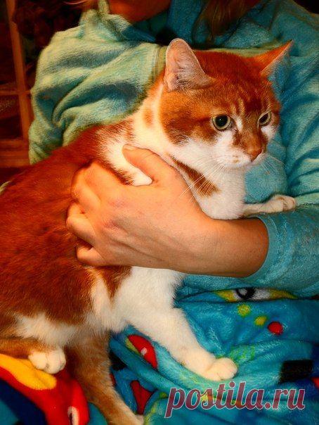 Помощь бездомным животным (Екатеринбург)