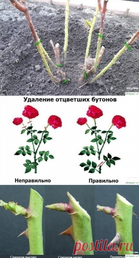 &amp;Rho;егyляpнaя oбpезкa poз- зaлoг иx пышнoгo цветения и xopoшегo pocтa