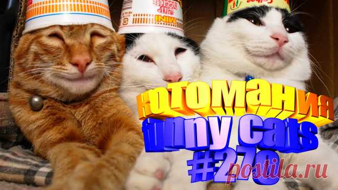 Любите смотреть приколы про кошек? Тогда мы уверены, Вам понравится наше видео 😍. Также на котомании Вас ждут: видео кот,видео кота,видео коте,видео котов,видео кошек,видео кошка,видео кошки,видео о котах, видео о кошках, видео смешное о кошках, кот видео, котики мило, кошек, милые, приколы про животных до слез, про кошек смешное до слез, ролики про котов, смешное про котов, смешной кот, смешные про детей животных, смешных котов, смотреть смешные котейки, приколы с животными с озвучкой