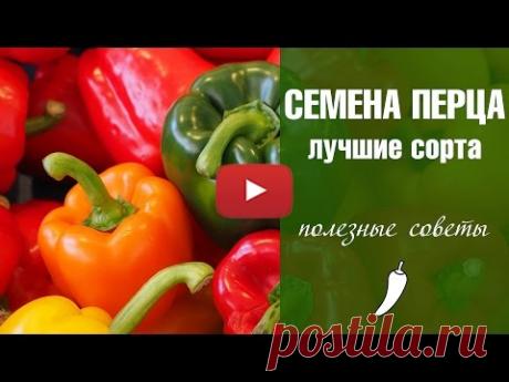 Семена перца  Паприка Лучшие сорта  02.01.2017