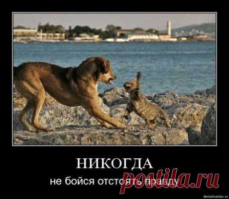 (66) Одноклассники