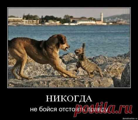 (66) Одноклассники