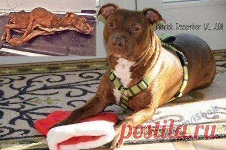 Это питбуль Патрик. Бывшие хозяева его заморили голодом, а потом выбросили в мусоропровод. Когда тело нашли и доставили в ветеринарную клинику, врачи на протяжении часа думали что Патрик мертв.