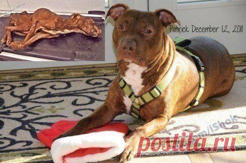 Это питбуль Патрик. Бывшие хозяева его заморили голодом, а потом выбросили в мусоропровод. Когда тело нашли и доставили в ветеринарную клинику, врачи на протяжении часа думали что Патрик мертв.