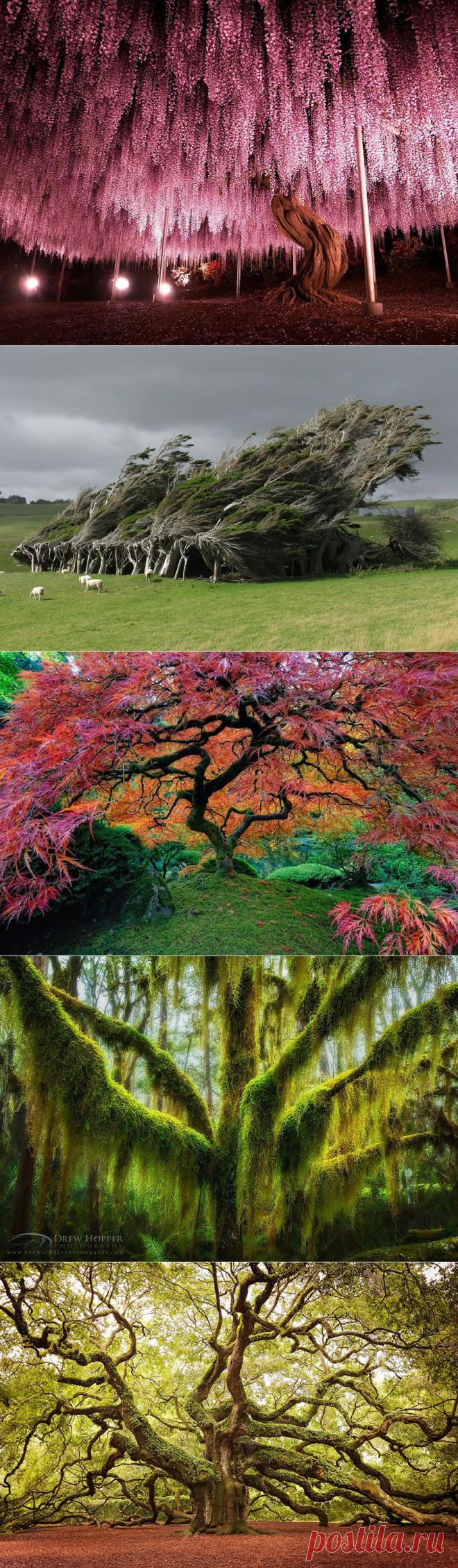 16 самых красивых деревьев в мире