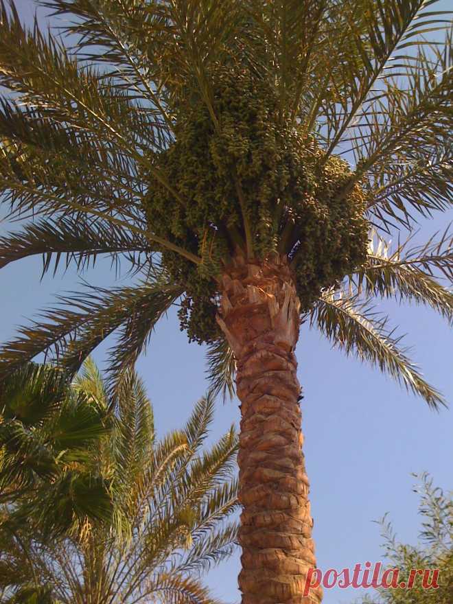 Финиковая пальма.