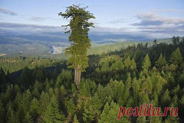 Дерево Мендосино – 112,20 м, США