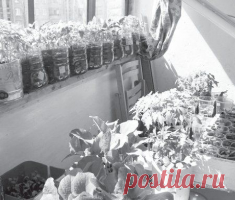 Упрощенный способ выращивания рассады: другого мне и не надо